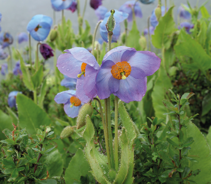 Meconopsis_gakyidiana